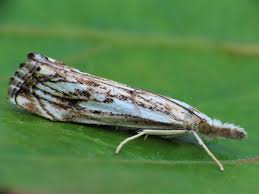 Attēlu rezultāti vaicājumam “Catoptria verellus”