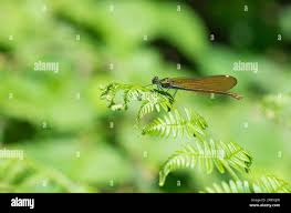 Attēlu rezultāti vaicājumam “Calopteryx virgo female”