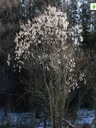 Attēlu rezultāti vaicājumam “Salix pentandra fruit”