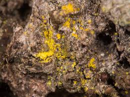 Attēlu rezultāti vaicājumam “Chrysothrix candelaris”