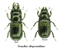 Attēlu rezultāti vaicājumam “Ceruchus chrysomelinus”