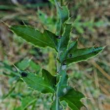 Attēlu rezultāti vaicājumam “Cirsium arvense leaf”