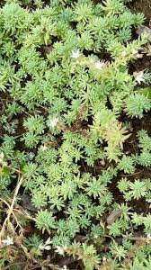 Attēlu rezultāti vaicājumam “Sedum album bud”