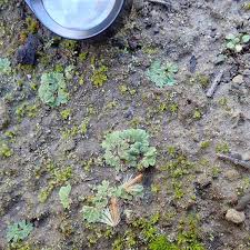 Attēlu rezultāti vaicājumam “Riccia”