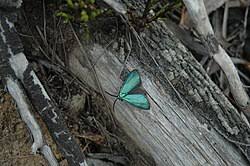 Attēlu rezultāti vaicājumam “Zygaenidae”