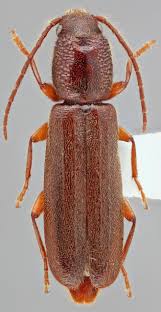 Attēlu rezultāti vaicājumam “Nothorhina punctata”