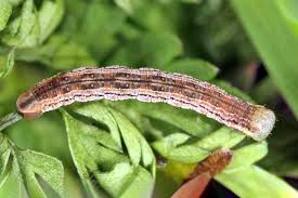 Attēlu rezultāti vaicājumam “Odezia atrata”