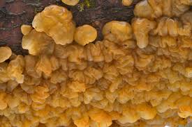 Attēlu rezultāti vaicājumam “Exidia cartilaginea”