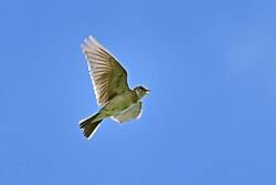 Attēlu rezultāti vaicājumam “Alauda arvensis”