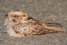 Image result for Caprimulgus ruficollis