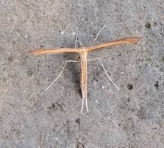 Attēlu rezultāti vaicājumam “Stenoptilia pterodactyla”