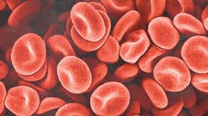 Image result for blood