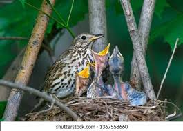 Attēlu rezultāti vaicājumam “Turdus viscivorus nest”