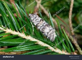 Attēlu rezultāti vaicājumam “Dioryctria abietella”