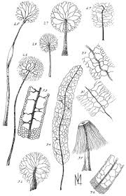 Attēlu rezultāti vaicājumam “Oligonema sp.”