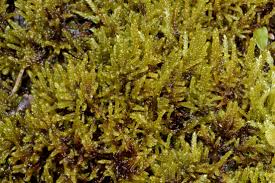 Attēlu rezultāti vaicājumam “Warnstorfia fluitans”