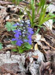 Attēlu rezultāti vaicājumam “Ajuga reptans flower”