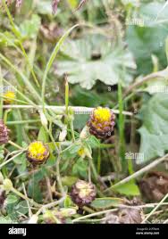 Attēlu rezultāti vaicājumam “Trifolium spadiceum flower”