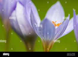 Attēlu rezultāti vaicājumam “Crocus speciosus flower”