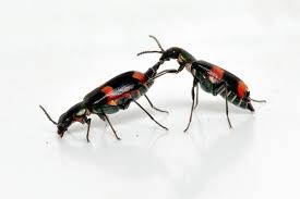 Attēlu rezultāti vaicājumam “Anthocomus fasciatus”