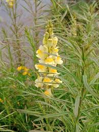 Image result for Linaria vulgaris