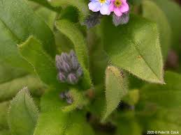 Attēlu rezultāti vaicājumam “Myosotis sylvatica leaf”