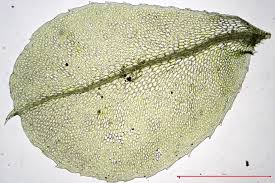 Attēlu rezultāti vaicājumam “Plagiomnium affine”