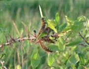 Attēlu rezultāti vaicājumam “Eriogaster lanestris larva”