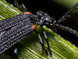 Attēlu rezultāti vaicājumam “Lycidae”