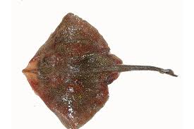 Image result for Raja asterias