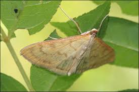 Attēlu rezultāti vaicājumam “Paratalanta hyalinalis”