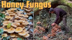 Attēlu rezultāti vaicājumam “Armillaria mellea”