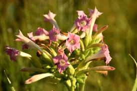 Attēlu rezultāti vaicājumam “Nicotiana tabacum flower”