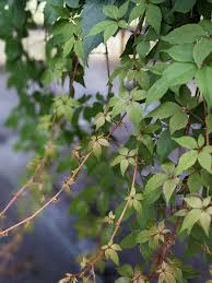 Attēlu rezultāti vaicājumam “Parthenocissus quinquefolia”