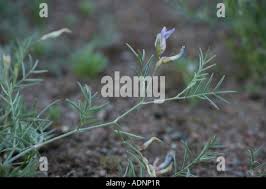 Attēlu rezultāti vaicājumam “Astragalus arenarius leaf”
