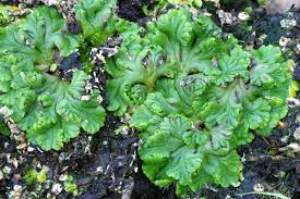 Attēlu rezultāti vaicājumam “Ricciocarpos natans”