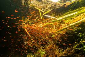 Attēlu rezultāti vaicājumam “Bilimbia tetramera”