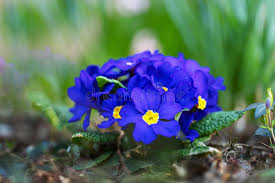 Attēlu rezultāti vaicājumam “Primula veris flower”