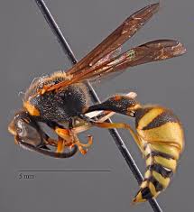 Attēlu rezultāti vaicājumam “Vespidae”