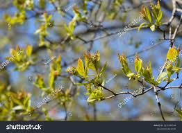 Attēlu rezultāti vaicājumam “Acer tataricum subsp. ginnala bud”