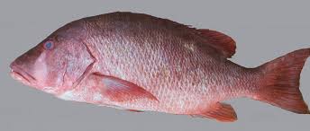 Image result for Lutjanus cyanopterus