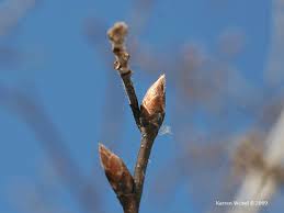 Attēlu rezultāti vaicājumam “Armeria vulgaris bud”