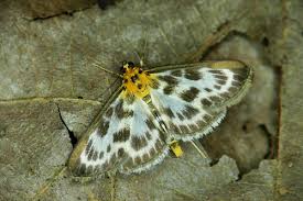 Attēlu rezultāti vaicājumam “Anania hortulata”