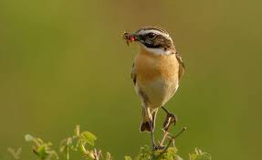 Attēlu rezultāti vaicājumam “Saxicola rubetra”