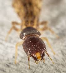 Attēlu rezultāti vaicājumam “Raphidioptera larva”