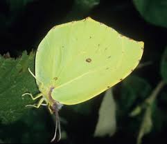 Attēlu rezultāti vaicājumam “Gonepteryx rhamni upperside”