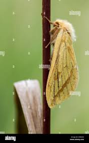Attēlu rezultāti vaicājumam “Hepialus sylvina female”