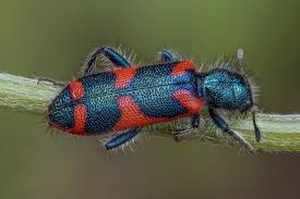 Attēlu rezultāti vaicājumam “Paradiacheopsis rigida macro”