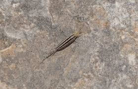 Attēlu rezultāti vaicājumam “Machilidae”