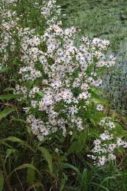 Attēlu rezultāti vaicājumam “Symphyotrichum x salignum”